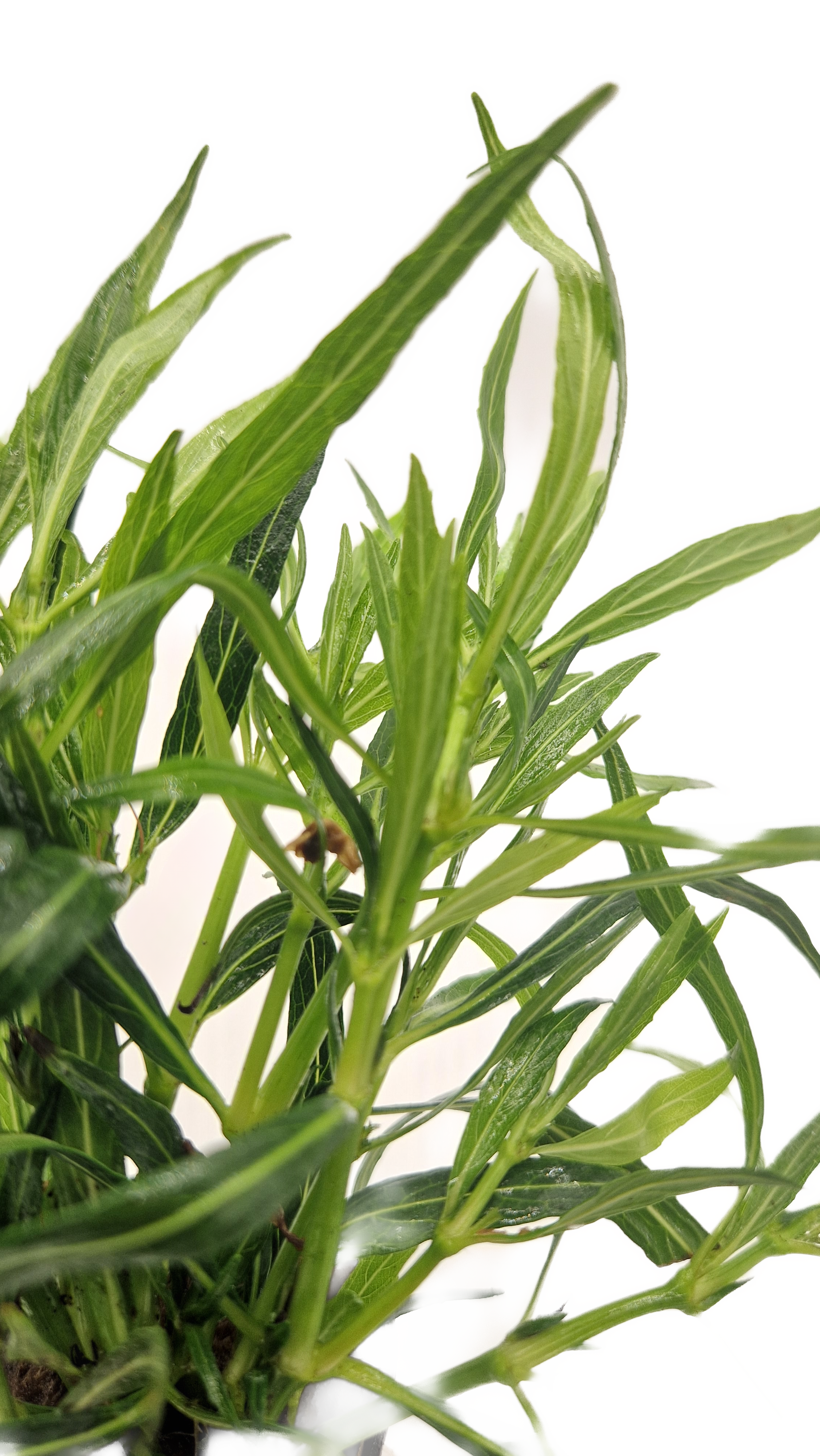 Hygrophila salicifolia "Narrow Leaf"