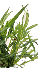 Hygrophila salicifolia "Narrow Leaf"