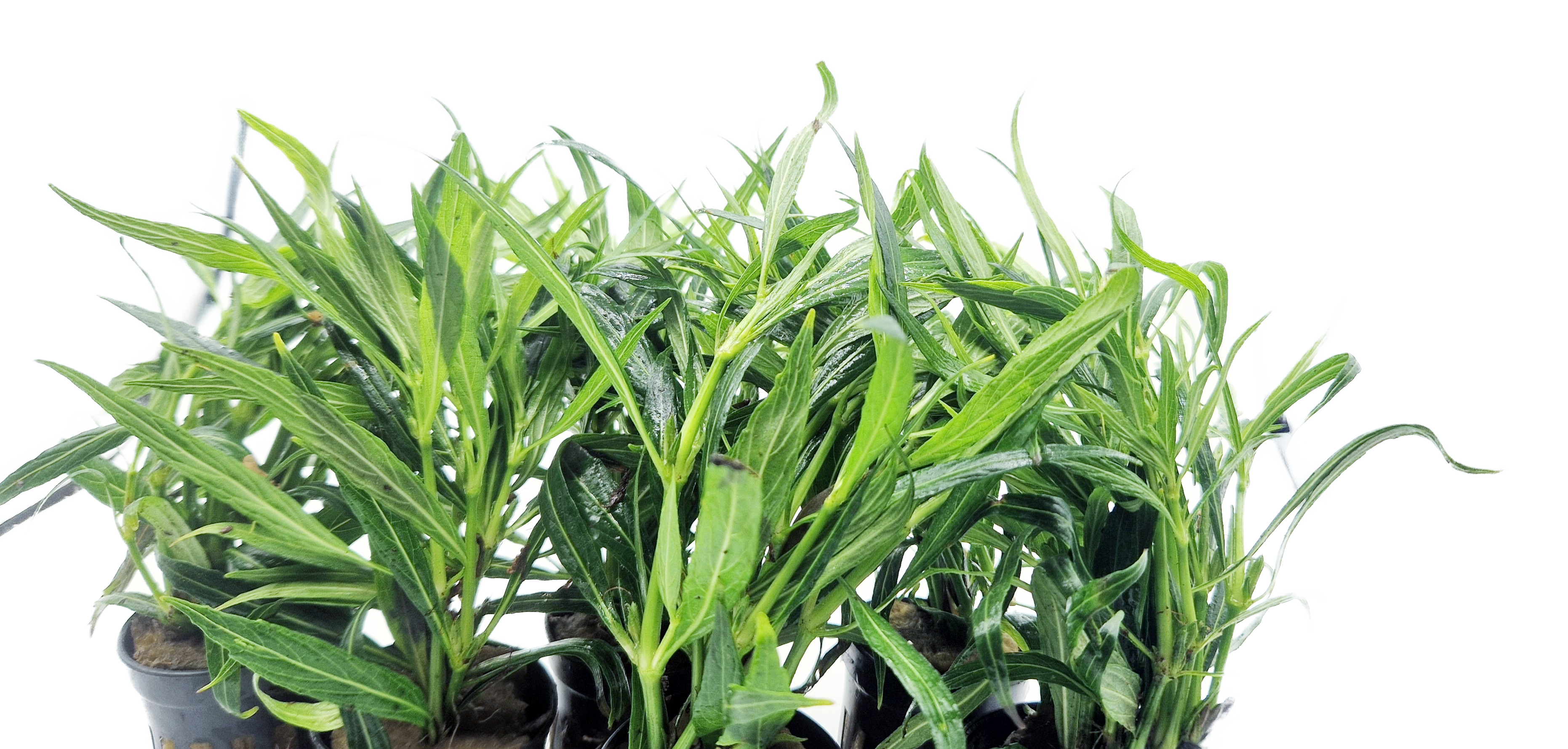Hygrophila salicifolia "Narrow Leaf"