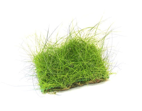 Eleocharis acicularis (Nadelsimse)