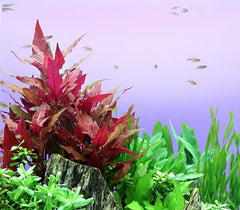 Alternanthera reineckii "Red" (Papageienblatt)