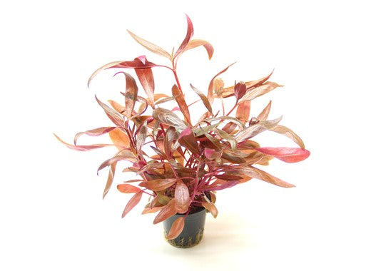 Alternanthera reineckii "Red" (Papageienblatt)