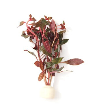Ludwigia Repens