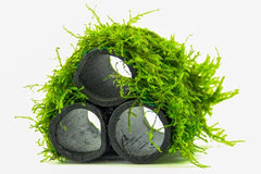 "Bamboo Home" mit Javamoos (5cm) für Garnelen