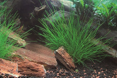 Eleocharis acicularis (Nadelsimse)