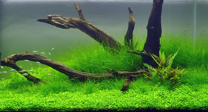 Eleocharis acicularis (Nadelsimse)