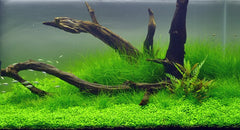 Eleocharis acicularis (Nadelsimse)