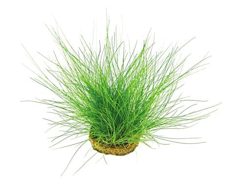 Eleocharis acicularis (Nadelsimse)