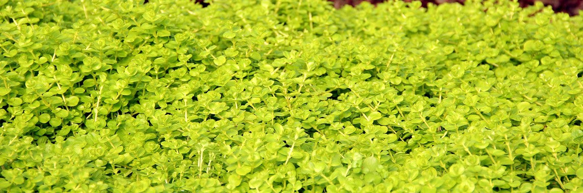Lysimachia nummularia aurea (gelbes Pfennigkraut)