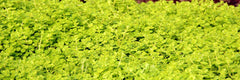 Lysimachia nummularia aurea (gelbes Pfennigkraut)