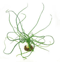 Crinum calamistratum