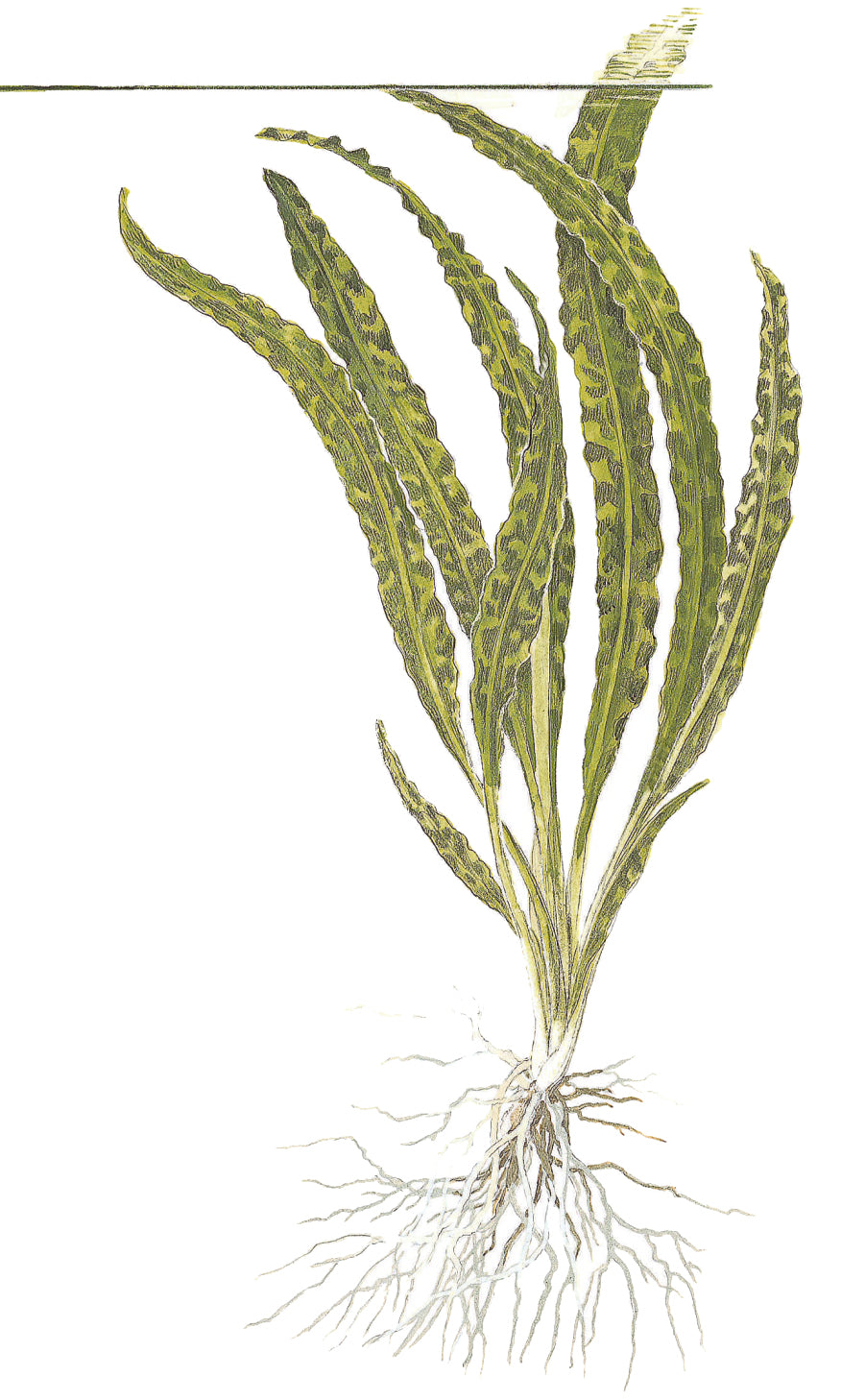 Cryptocoryne crispatula var. balansae (Genoppter Wasserkelch)