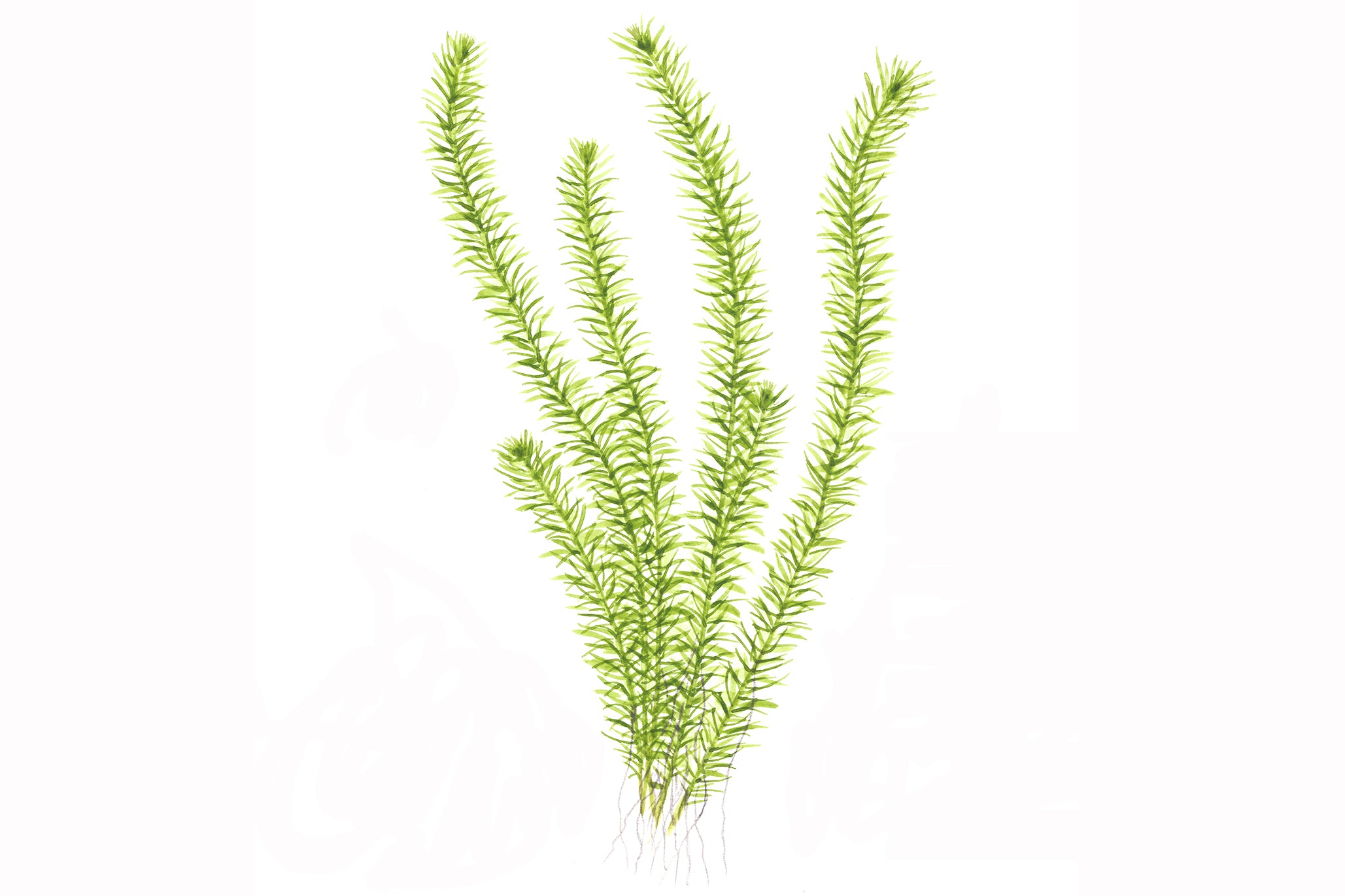 Mayaca fluviatilis