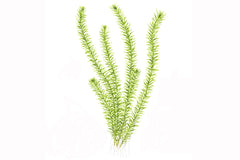Mayaca fluviatilis