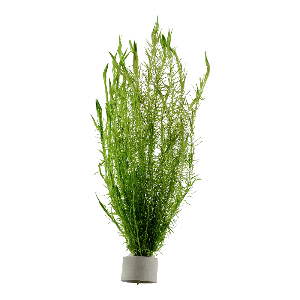 Mayaca fluviatilis