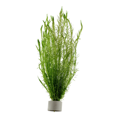 Mayaca fluviatilis