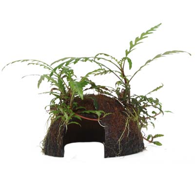 Hygrophila pinnatifida (Fiederspaltiger Wasserfreund) auf Kokosnuss