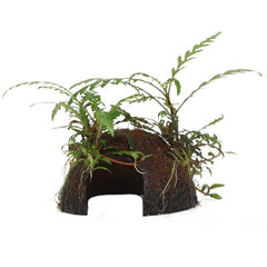 Hygrophila pinnatifida (Fiederspaltiger Wasserfreund) auf Kokosnuss