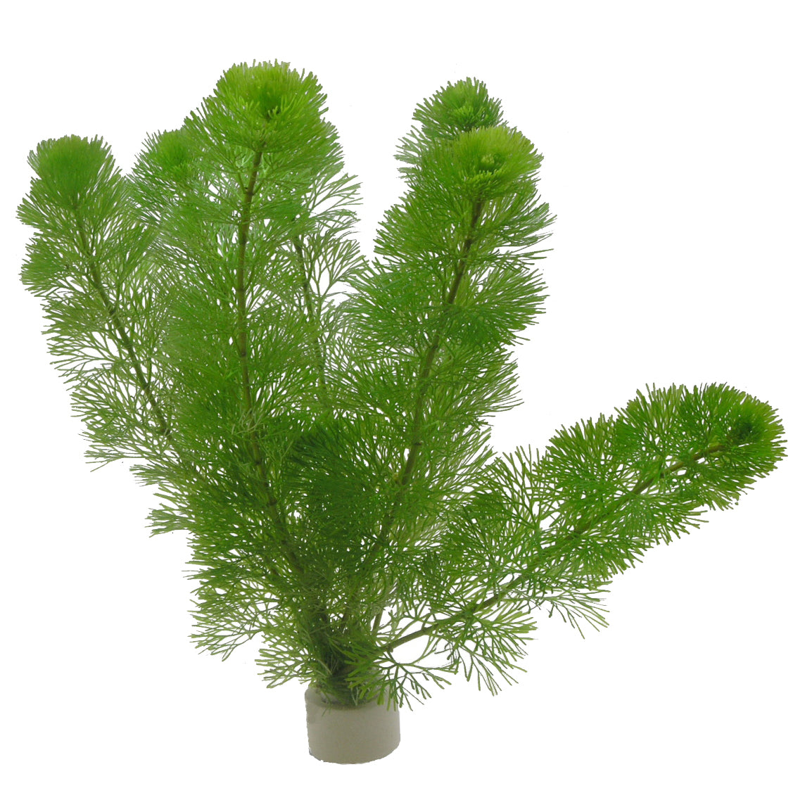 Cabomba aquatica