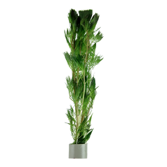 Cabomba aquatica