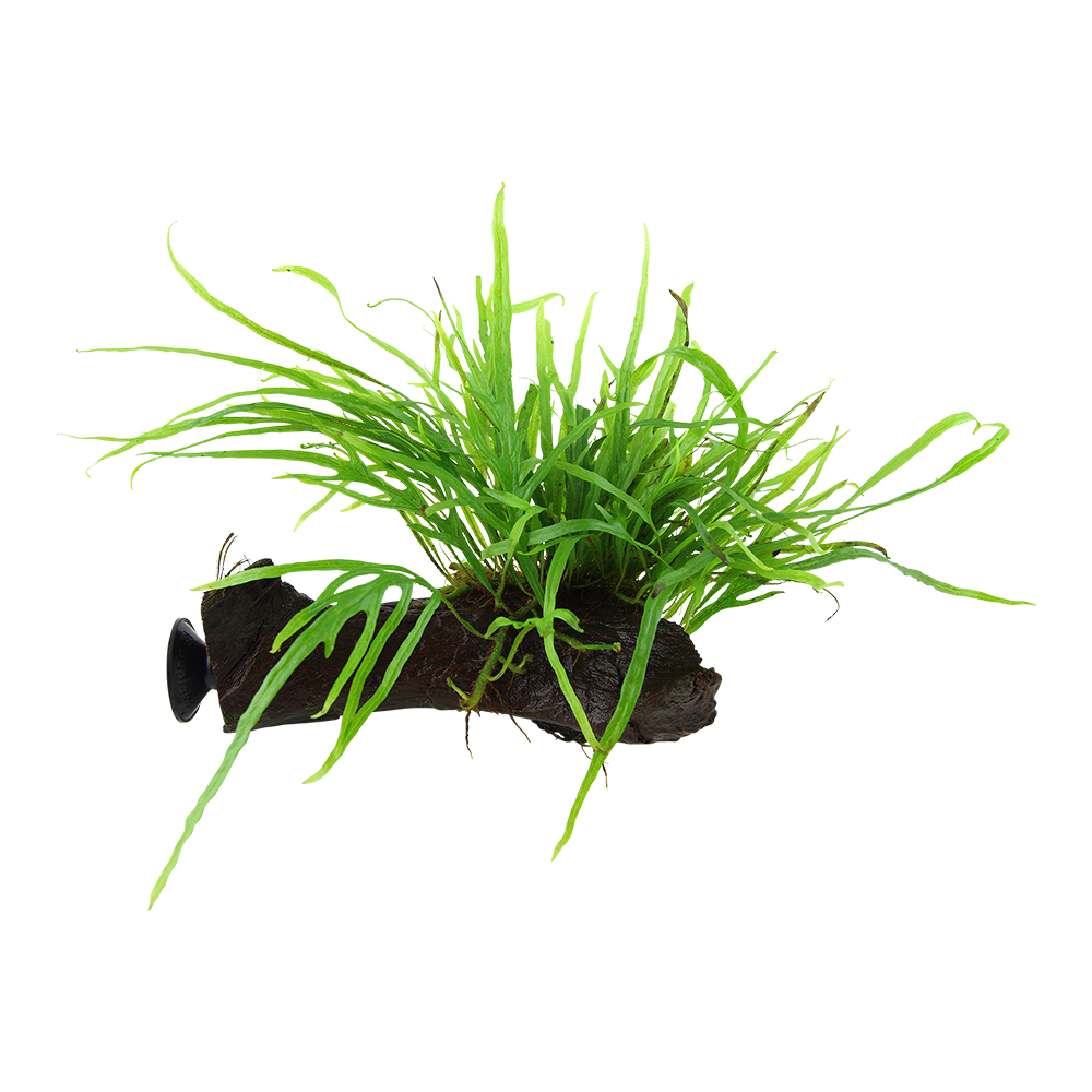 Microsorum pteropus Trident auf Wurzel mit Saugnapf (ca.10-15cm)
