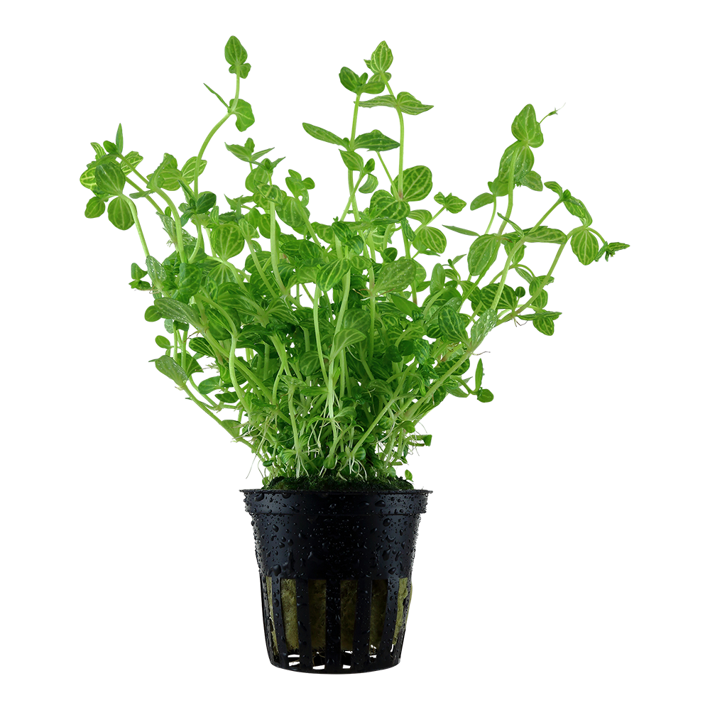 Lindernia rotundifolia (Rundblättriges Büchsenkraut)