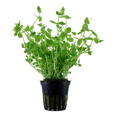 Lindernia rotundifolia (Rundblättriges Büchsenkraut)