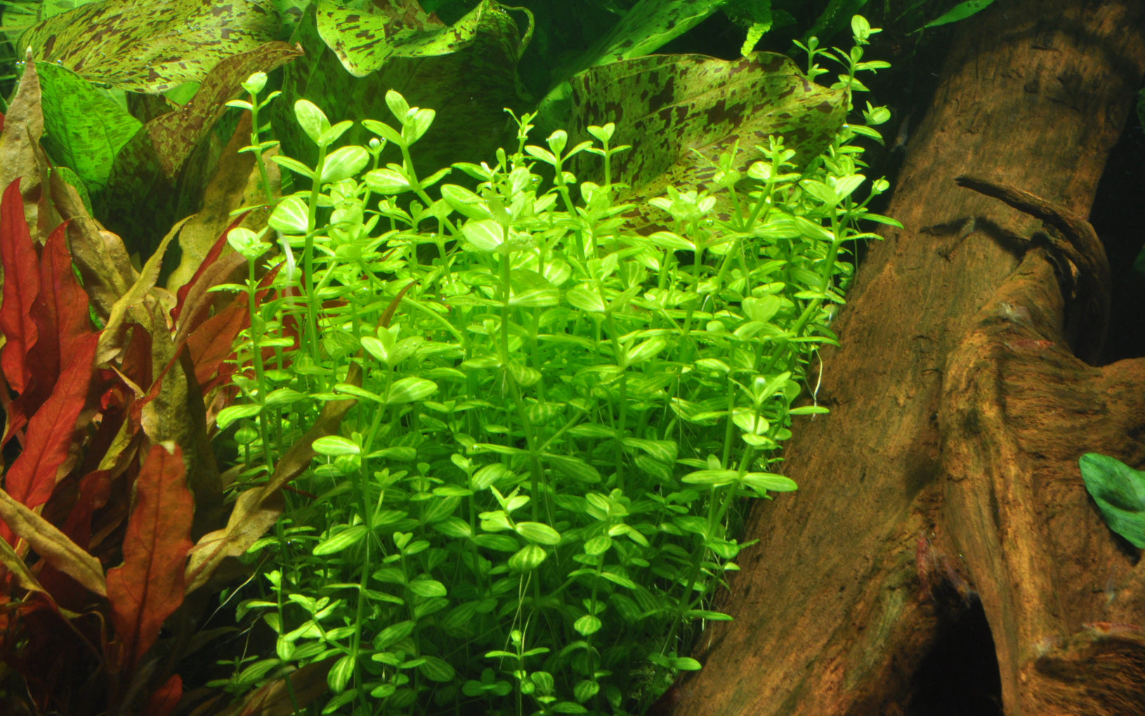 Lindernia rotundifolia (Rundblättriges Büchsenkraut)