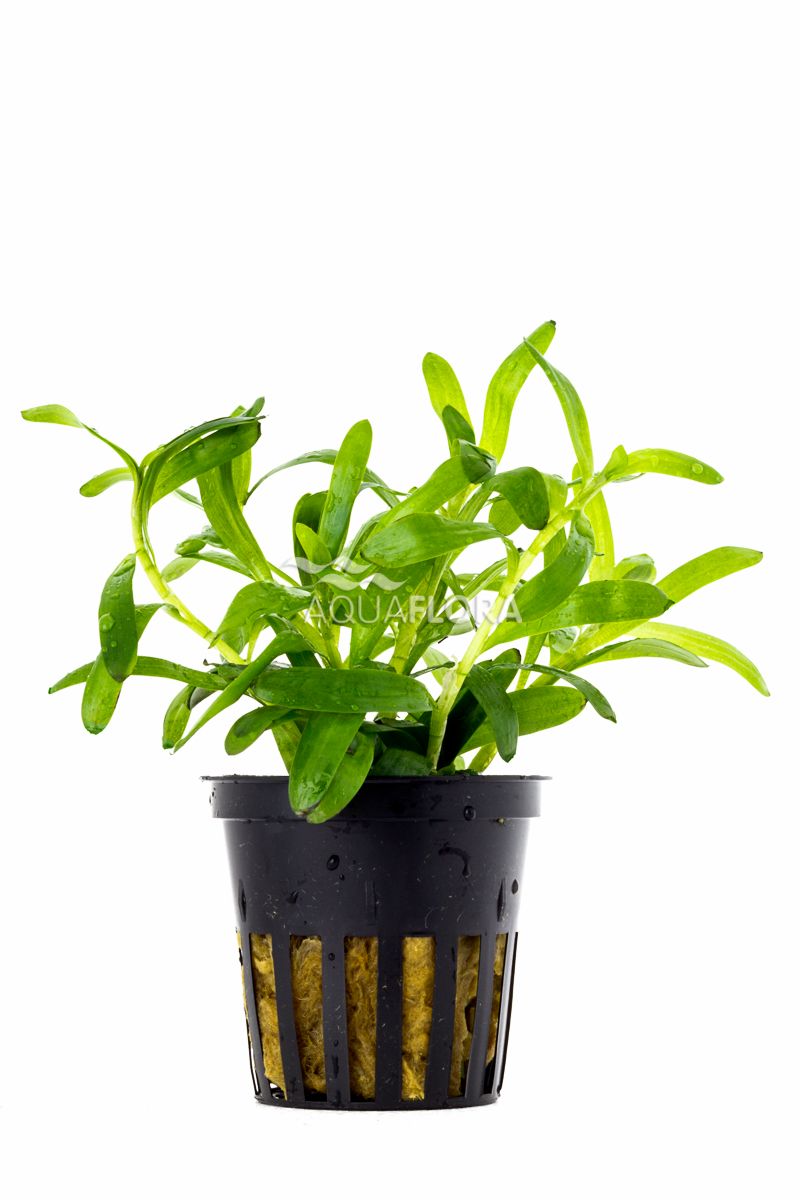 Heteranthera zosterifolia (Seegrasblättriges Trugkölbchen)