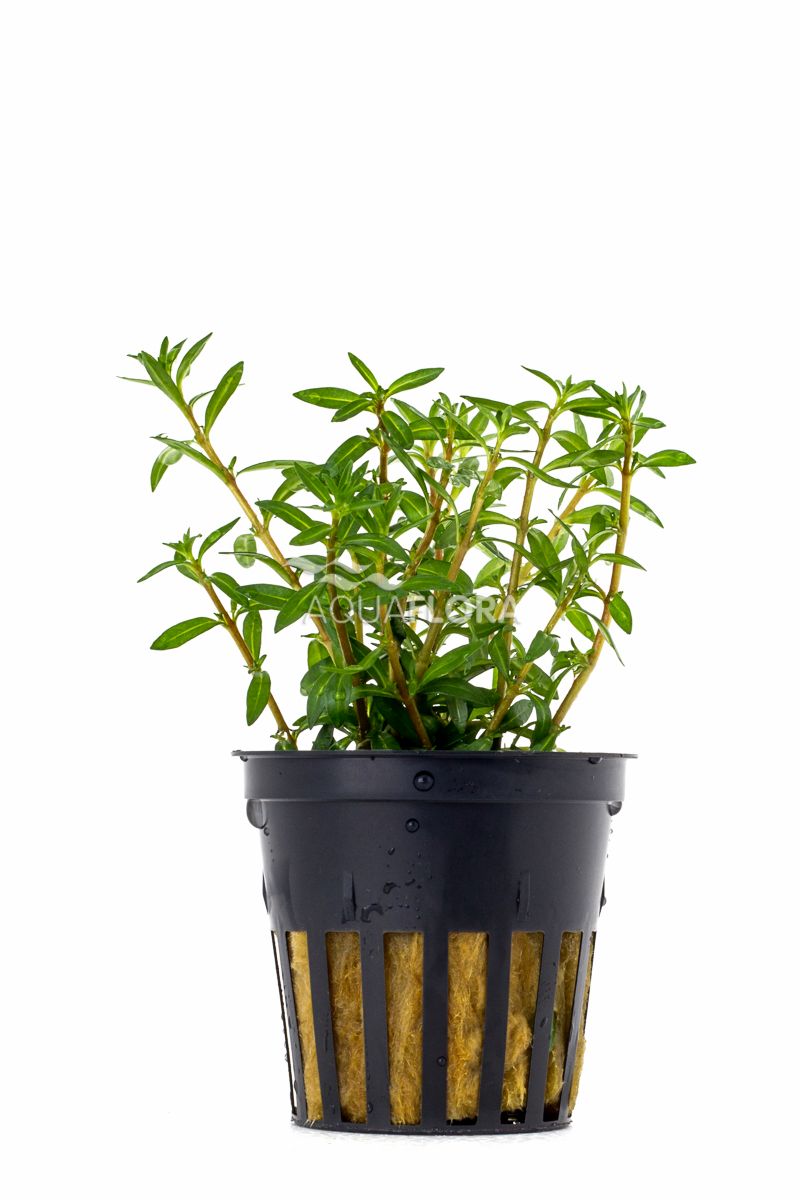 Ludwigia arcuata (Schmalblättrige Ludwigie)