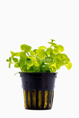 Lysimachia nummularia aurea (gelbes Pfennigkraut)
